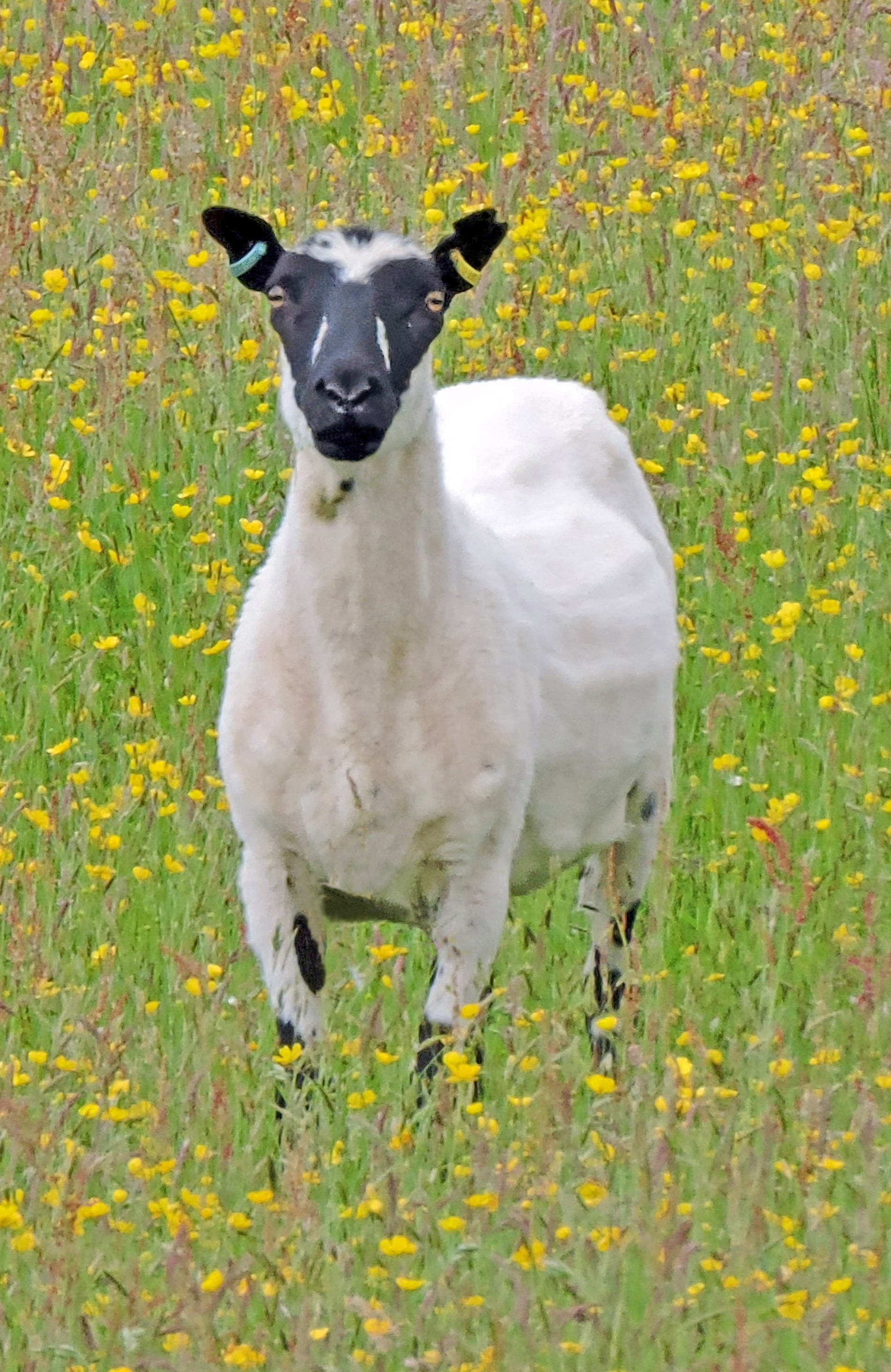 BUTTERCUP SHEEP. Bill Bagley Photography